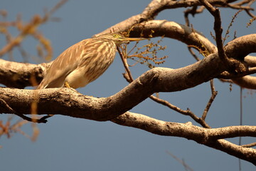 Pond Heron on branch
