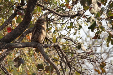 Brown Fish Owl