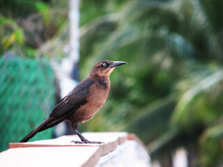 blackbird on a branch