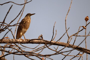 Pond Heron perched