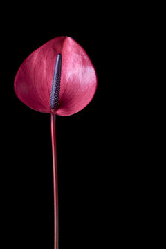 vibrant pink anthurium flower, aka tailflower, flamingo laceleaf flower and painter's palette, heart-shaped and air-purifying blossom isolated on black background, selective focus