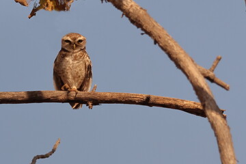 Brown fish owl