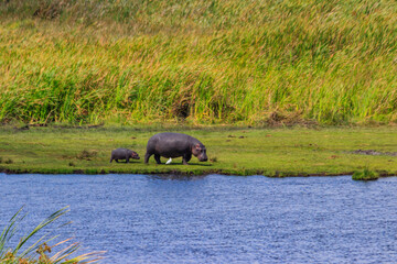 Mother and baby hippo (Hippopotamus amphibius) walking on a lakeshore in Ngorongoro Crater national park, Tanzania
