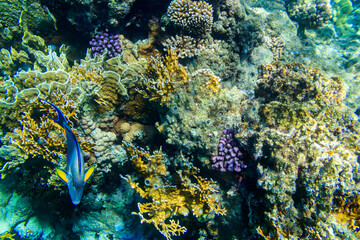Sohal surgeonfish (Acanthurus sohal) or sohal tang, is a Red Sea endemic. Sohal surgeonfish on coral reef in the Red sea in Ras Mohammed national park. Sinai peninsula in Egypt