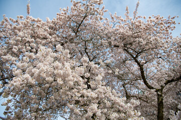 image of sakura blossom tree. sakura blossom in spring. sakura blossom nature