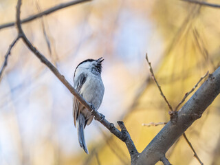 Cute bird the willow tit, song bird sitting on a branch without leaves in the winter.