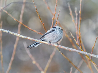 European long-tailed tit, latin name Aegithalos caudatus. A bird sitting on a branch in a deciduous forest.