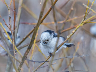 European long-tailed tit, latin name Aegithalos caudatus. A bird sitting on a branch in a deciduous forest.