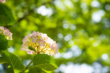 東京の多摩川台公園のアジサイの花