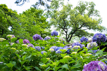 東京の多摩川台公園のアジサイの花