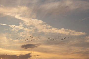 bird and cloud at sunset