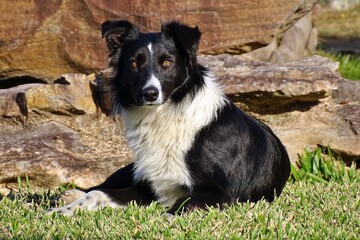 border collie dog (Malevo)
