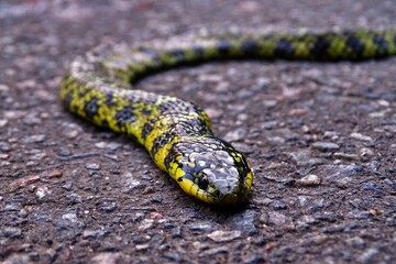 black and yellow snake