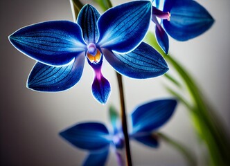 Obraz na płótnie Canvas blue orchid flower, generative AI
