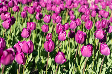 Fototapeta premium photo of fresh tulip nature flower. tulip flower in spring nature. tulip flower in nature.