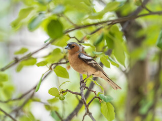 Common chaffinch, Fringilla coelebs, sits on a branch in spring on green background. Common chaffinch in wildlife.