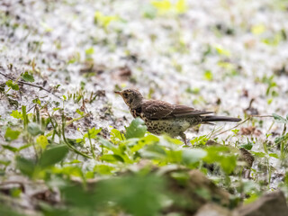 Wood bird Fieldfare, Turdus pilaris, on a sprng lawn.