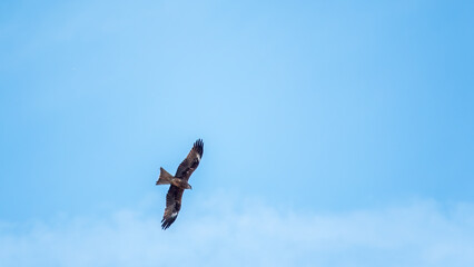 The bird of prey Black Kite flying in blue Sky