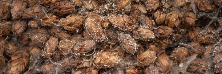 spoiled hops with mold close-up