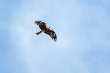 The bird of prey Black Kite flying in blue Sky