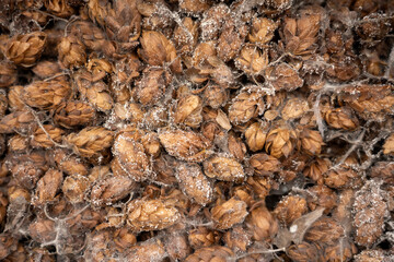 spoiled hops with mold close-up