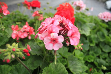 Pelargonium hortorum (Zonal). Pelargonium is genus of flowering plants, perennials, succulents, and shrubs, commonly known as geraniums, pelargoniums, or storksbills.