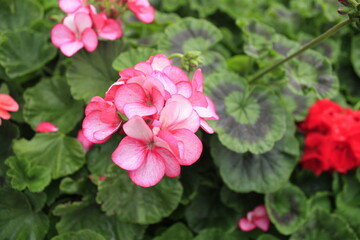 Pelargonium hortorum (Zonal). Pelargonium is genus of flowering plants, perennials, succulents, and shrubs, commonly known as geraniums, pelargoniums, or storksbills.