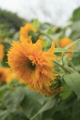 A vertical shot of sunflower dwarf sungold (helianthus annuus)