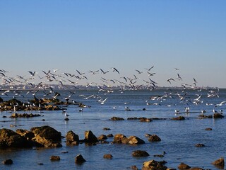 seagulls on the pier