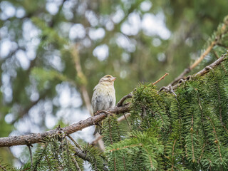 Green and yellow songbird, The European greenfinch sitting on a branch in spring.