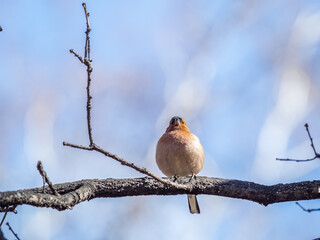 Common chaffinch, Fringilla coelebs, sits on a tree. Common chaffinch in wildlife.