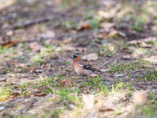 Common chaffinch, Fringilla coelebs, sits on the ground in spring. Common chaffinch in wildlife.