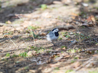 Wagtail sits on the ground with a beautiful blurred background.