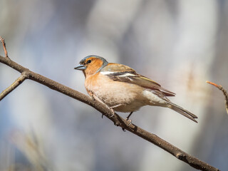 Common chaffinch, Fringilla coelebs, sits on a tree. Common chaffinch in wildlife.