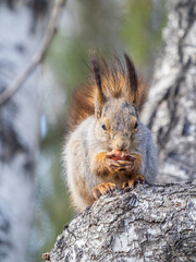 The squirrel with nut sits on a branches in the spring or summer.