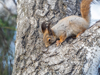 Fototapeta premium The squirrel with nut sits on a branches in the spring or summer.