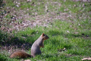 Grey squirrel hanging out