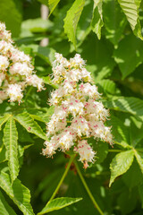 image of chestnuts bloom in nature. chestnuts bloom in nature. chestnuts bloom in nature