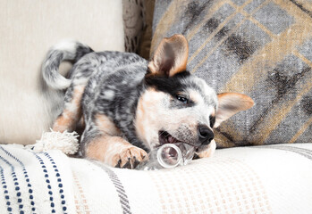 Cute puppy dog with plastic bottle on a sofa. Front view of puppy playing and biting empty water bottle. Silly body posture. 9 week old blue heeler puppy or Australian cattle dog. Selective focus.