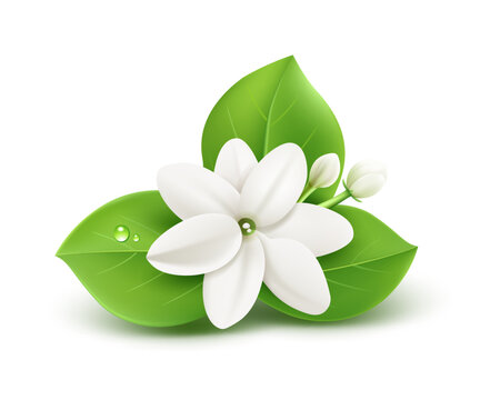 Jasmine flower and leaves realistic design isolated on white background, EPS10 Vector illustration.
