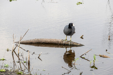 A Eurasian Coot bird stands on a log as it reflects in the water below, in a swampy marsh at Lake...