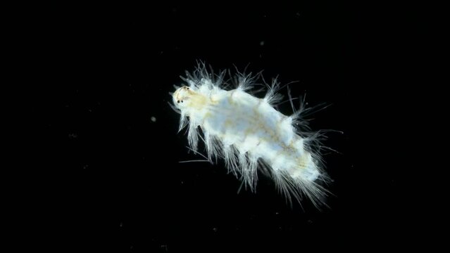 Juvenile stage worm of family Amphinomidae under a microscope, order Amphinomida. Red sea