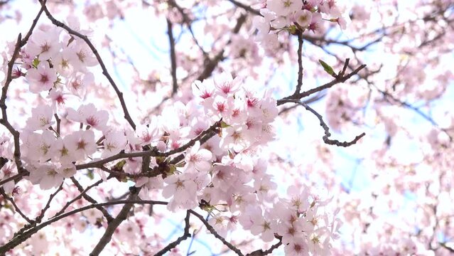 風で舞い散る満開の桜の花びらのスローモーション  4K  
