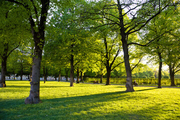Naklejka premium The Hofgarten is a garden in the center of Munich, Germany, located between the Residenz and the Englischer Garten.