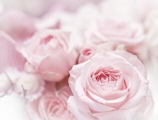 Pink rose flowers. Macro flower background for holiday design