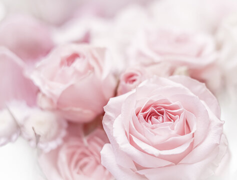 Pink rose flowers. Macro flower background for holiday design