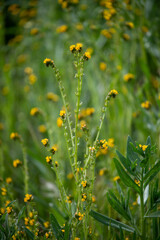 Field of yellow wildflowers in the spring