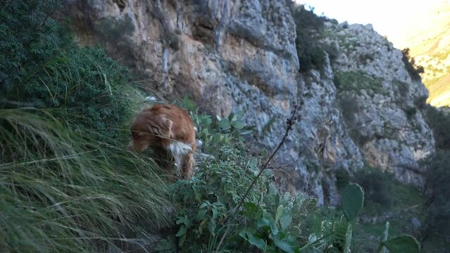 red dog in the wind in the mountains. Pet in nature. Element, walk