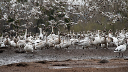 flock of white, muddy ducks, some flying, some deciding.