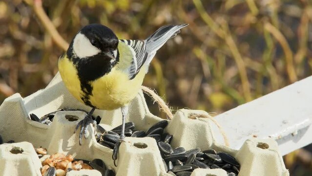 tits take food from the egg carton, macro